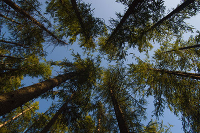 Low angle view of trees against sky