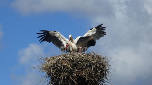 Low angle view of mating couple of white stork in nest flying against sky
