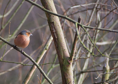 Close-up of bird perching on tree