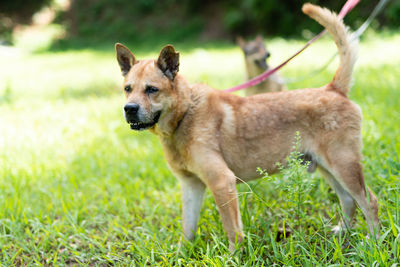 Dogs standing on grassy field