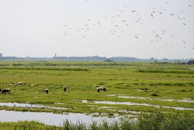 Flock of birds flying over field against sky