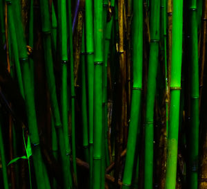 Full frame shot of green leaves