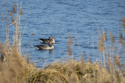 Duck swimming in lake