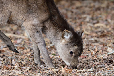 Close-up of a sika deer