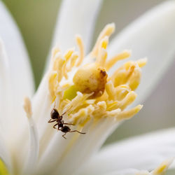 Close-up of insect pollinating on flower