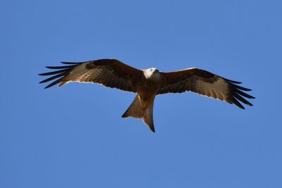 Low angle view of eagle flying against clear blue sky