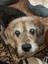 Close-up portrait of a dog