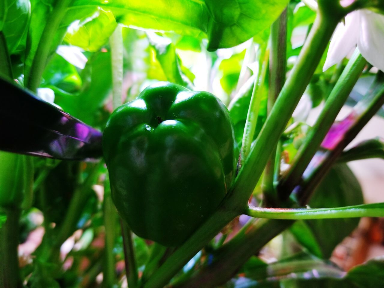 CLOSE-UP OF FRUIT