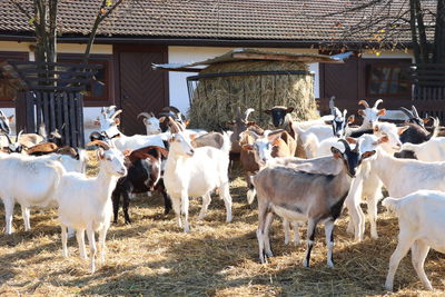 Cows standing outdoors