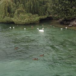 Swans swimming in lake