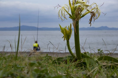 Plants by sea against sky