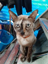 Portrait of cat on seat