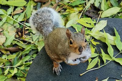 High angle view of squirrel on leaves