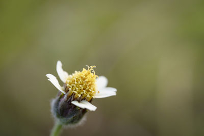 Close-up of white flowering plant