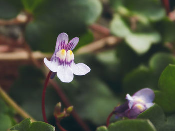 Close-up of flower blooming outdoors