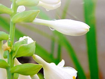 Close-up of white flowers blooming in park