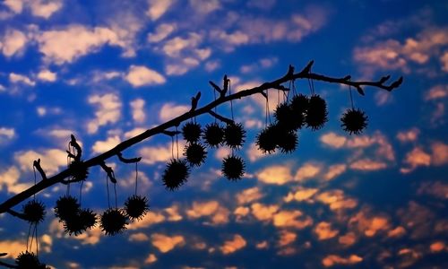 Close-up of silhouette leaves against sky at sunset