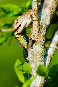 Close-up of lizard on tree trunk