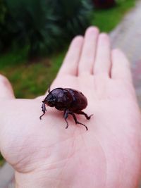 Close-up of insect on human hand