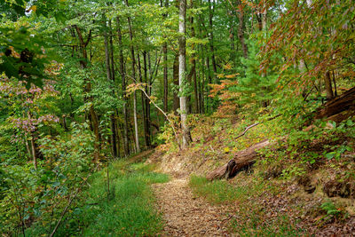 Trees in forest