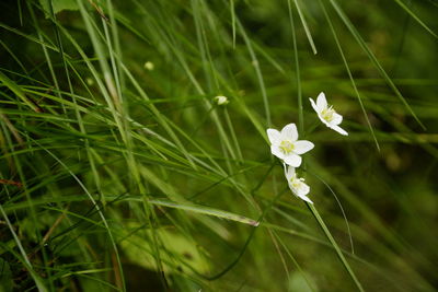 Close-up of white flowering plant