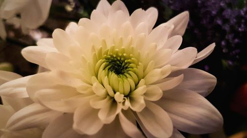 Close-up of white dahlia blooming outdoors