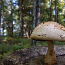 Close-up of mushrooms growing on tree trunk in forest