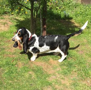 Dog on grassy field