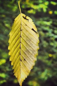 Close-up of leaf on leaf