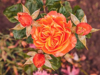 Close-up of red rose plant