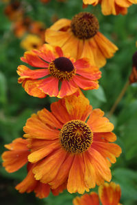 Close-up of orange flowers blooming outdoors