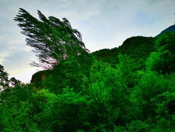 Low angle view of trees against sky