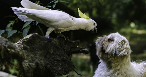 Close-up of cockatoo and dog