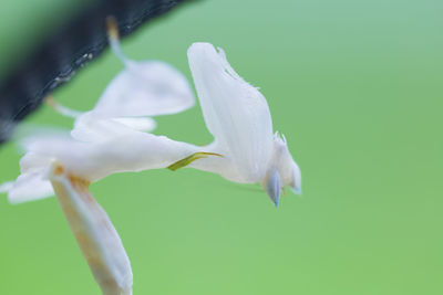 Close-up of white bird flying