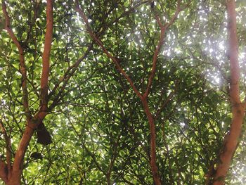 Low angle view of tree in forest