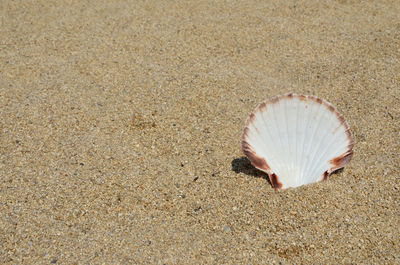 White seashell on sandy beach on a sunny day