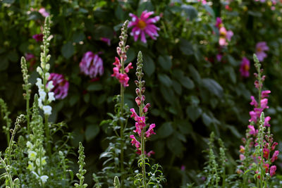 Close-up of pink flowering plants