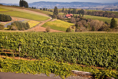 Scenic view of field