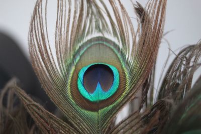 Close-up of peacock