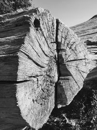 Close-up of tree trunk