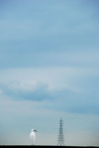 Low angle view of seagull flying against sky