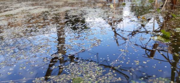 High angle view of leaves floating on lake