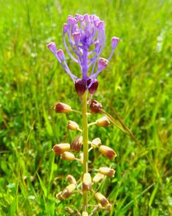 Close-up of purple flowers blooming in field