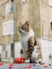 cat