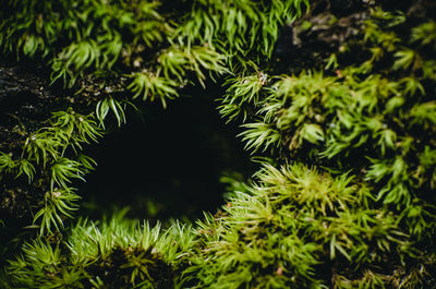 Macro shots green moss on stones and beautiful background of moss for wallpaper