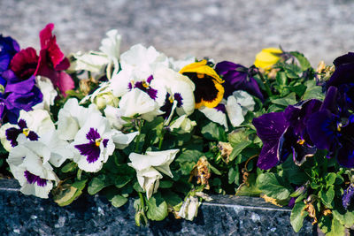 Close-up of purple flowering plants