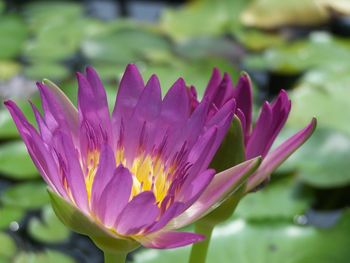 Close-up of pink water lily