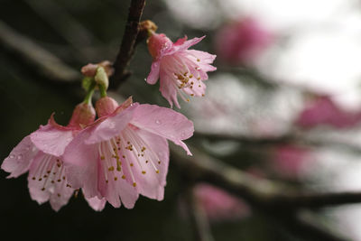 Close-up of fresh pink flowers on tree