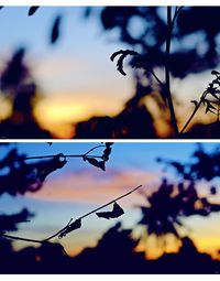 Close-up of silhouette plants against sky during sunset