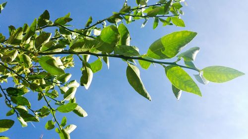 Close-up of berries growing on tree against sky